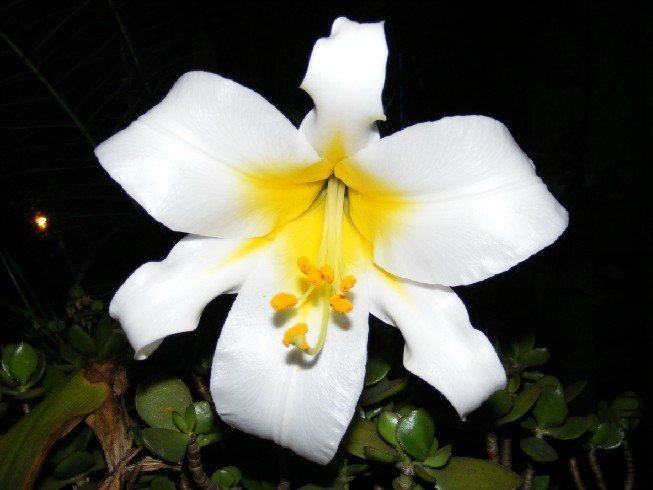 Lilium regale 2.jpg