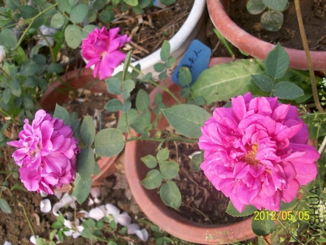 ���� ��Ӱ����.jpg