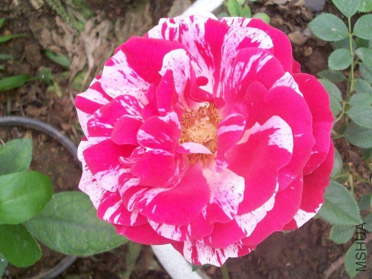 ���� ����1.jpg