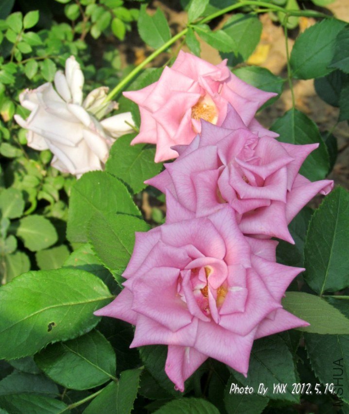 2012.5.19. 041_conew1.jpg