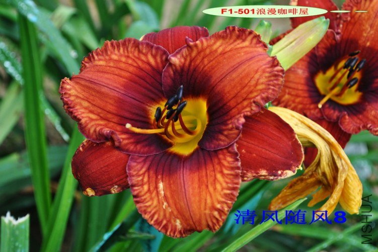 F1-501 ����������4.jpg