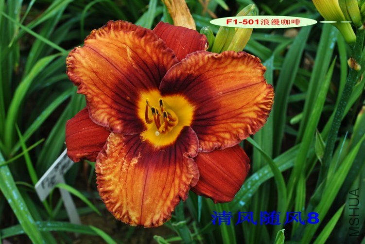 F1-501 ����������1.jpg