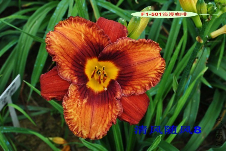 F1-501 ����������2.jpg