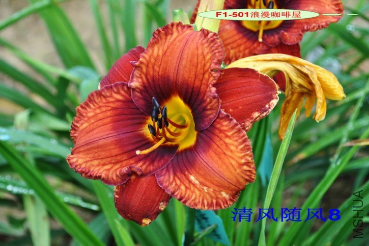 F1-501 ����������3.jpg