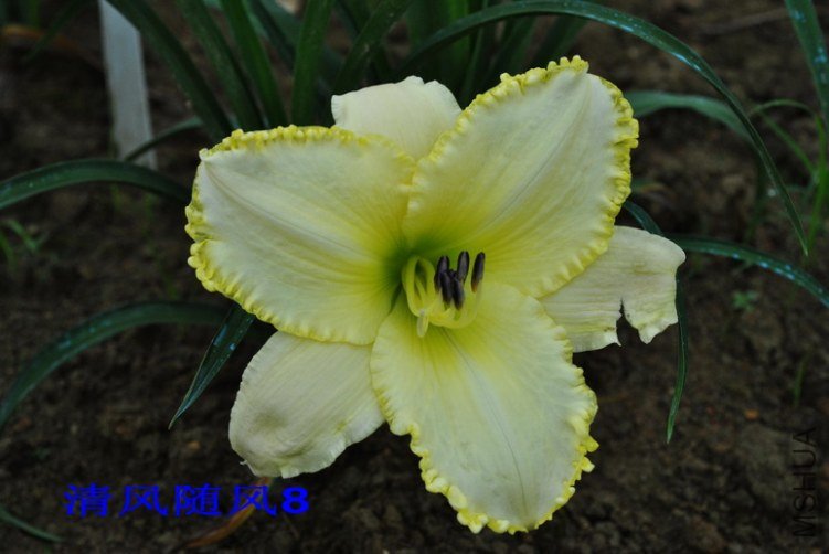 113��ѩ��(BLIZZARD BAY)4.jpg