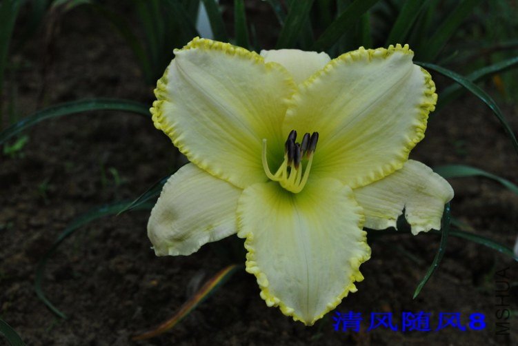 113��ѩ��(BLIZZARD BAY)2.jpg