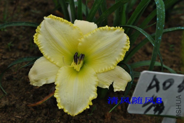 113��ѩ��(BLIZZARD BAY)3.jpg