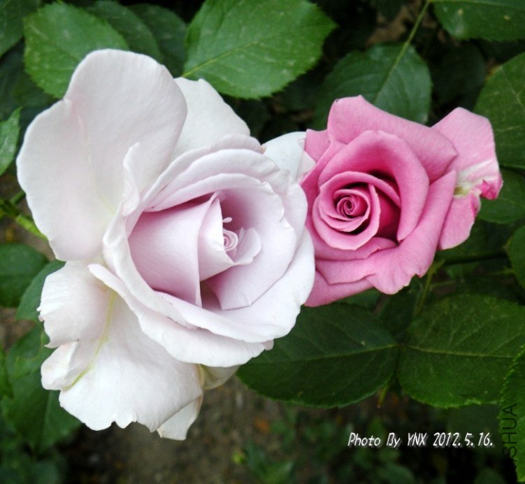 2012.5.16. 051_conew2.jpg