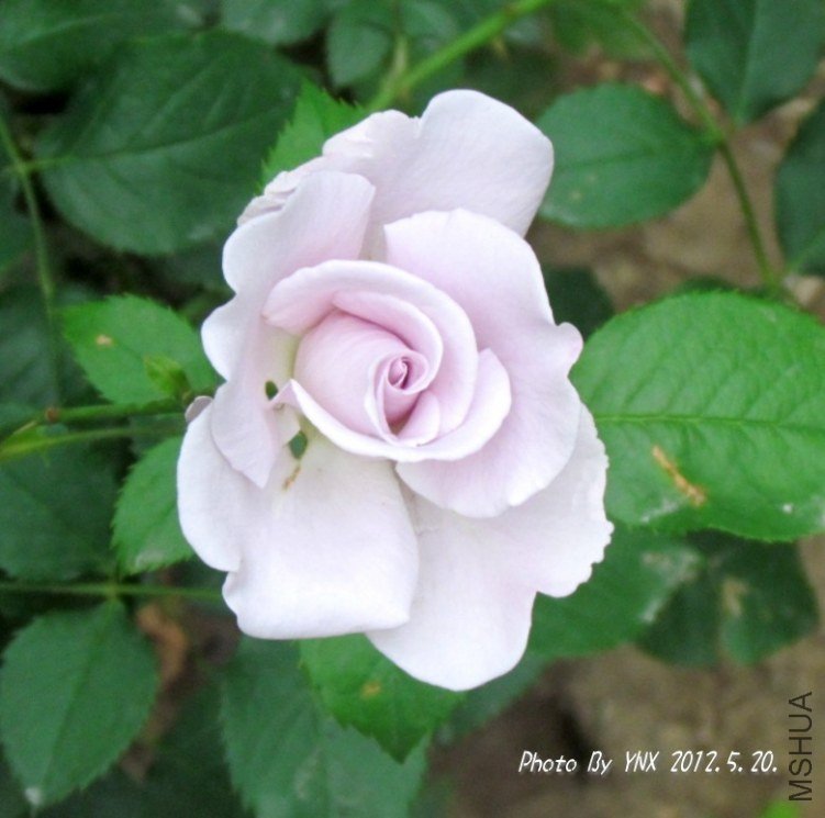 2012.5.20. 006_conew2.jpg