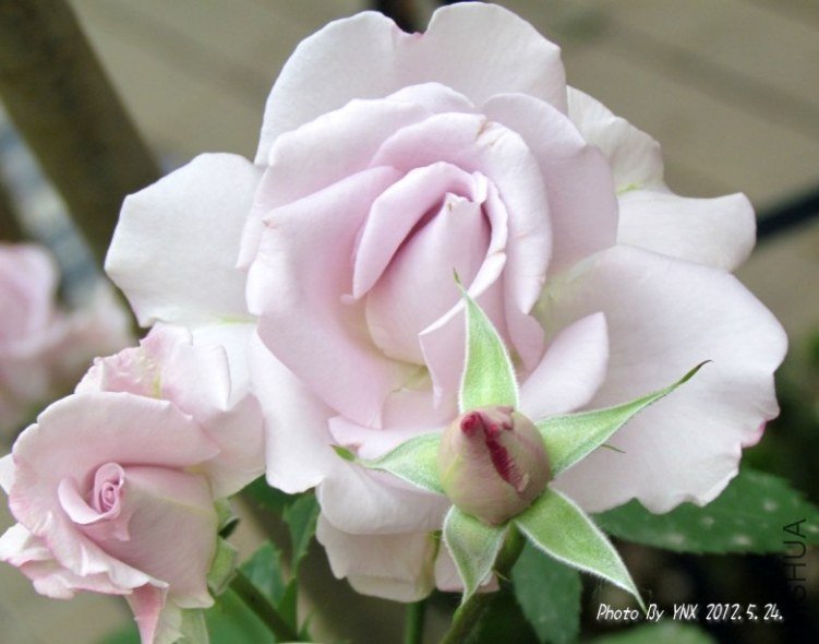 2012.5.24. 022_conew2.jpg