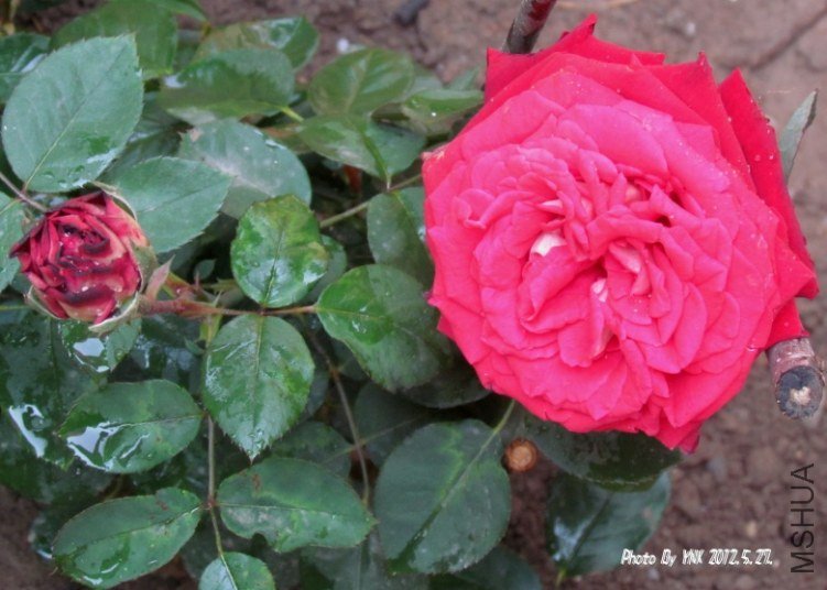 2012.5.27. 004_ѣҫ.jpg