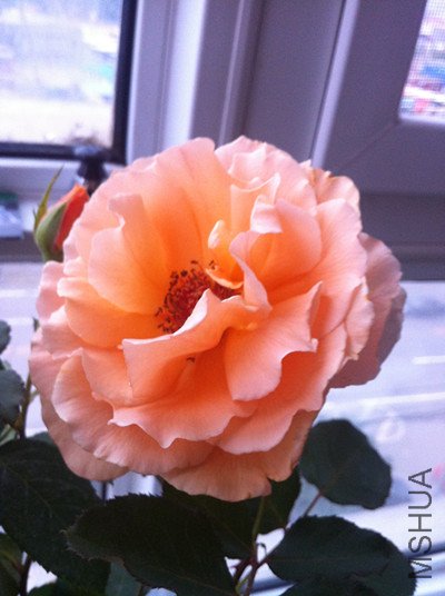 036_����.jpg