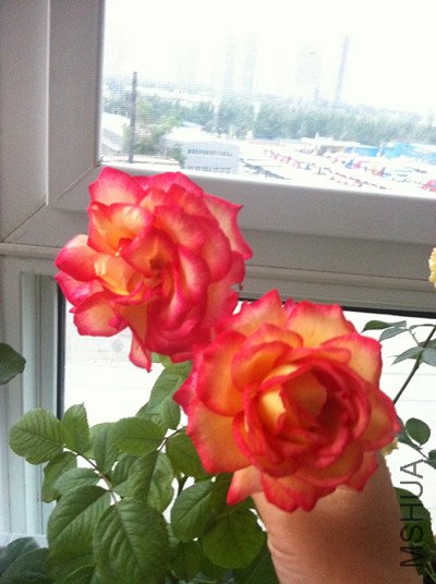 041_����.jpg