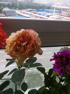 042_����.jpg