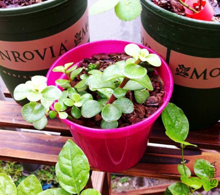 ��Ƭ 302_conew1.jpg