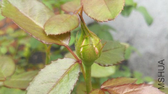 20120503_093749.jpg