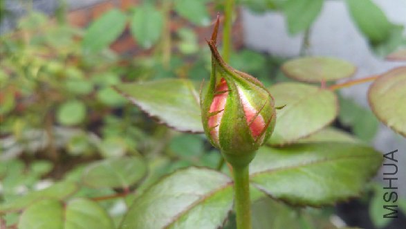 20120503_093940.jpg