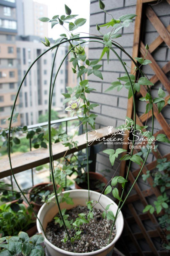 DSC02071 ����.jpg