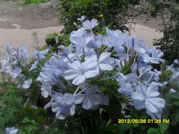 SDC12971.jpg