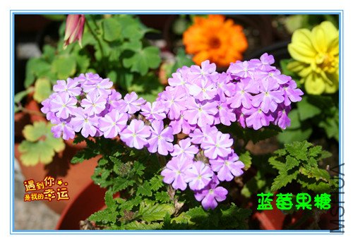 ��Ƭ 040_��ӣ2.jpg