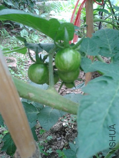 2012-06-06 12.06.54_������С.jpg