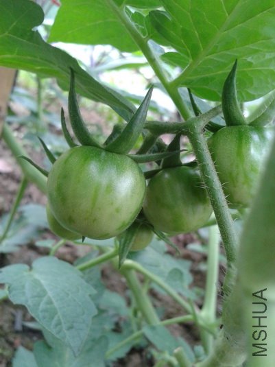 2012-06-06 12.07.03_������С.jpg