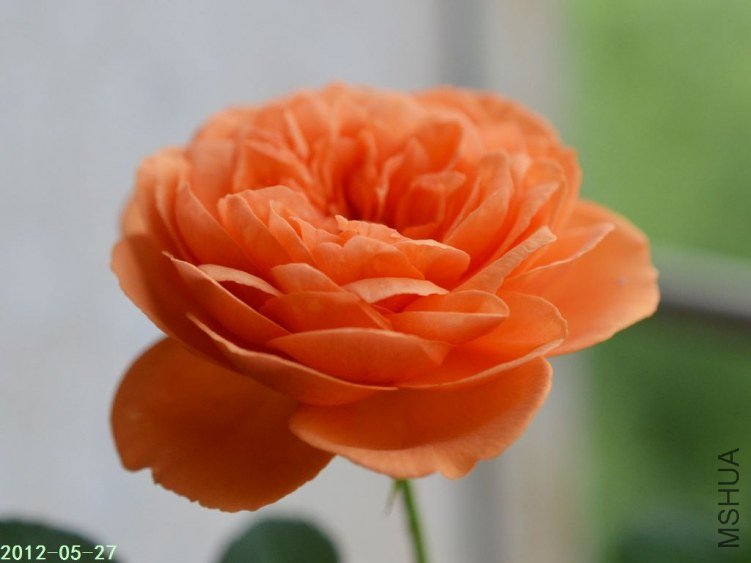 ·�׿�������