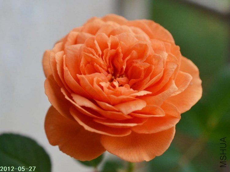 ·�׿�������