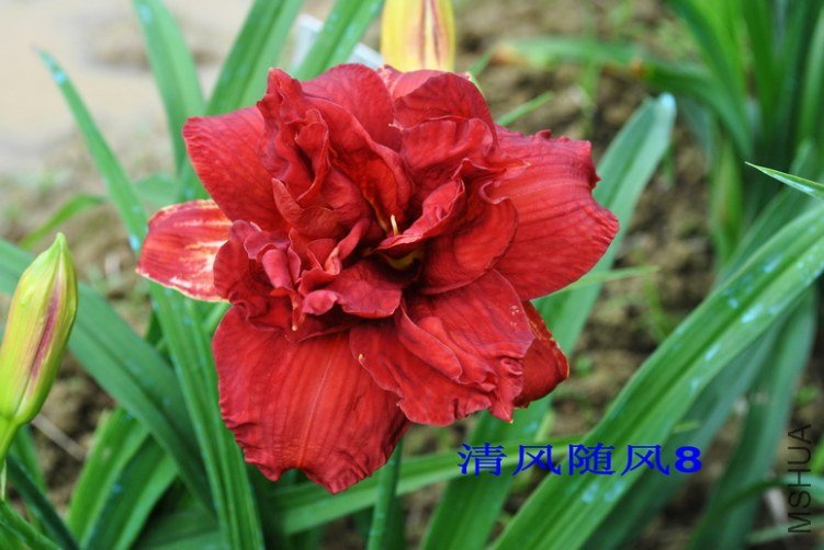 28˫�ڣ�Double Firecracker��5.jpg