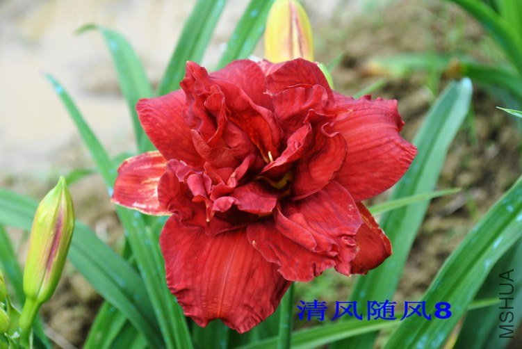 28˫�ڣ�Double Firecracker��2.jpg