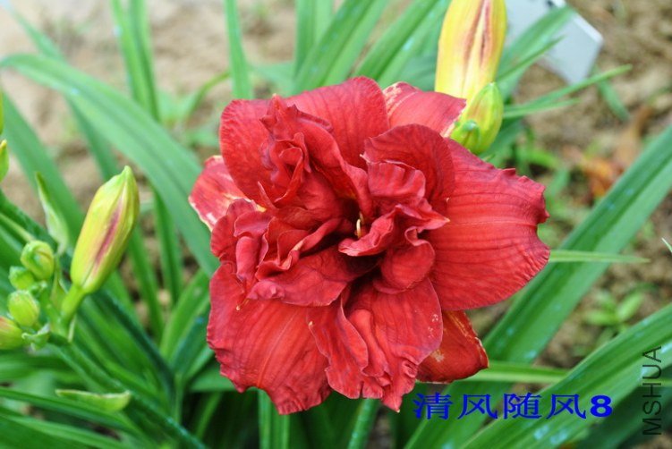 28˫�ڣ�Double Firecracker��4.jpg