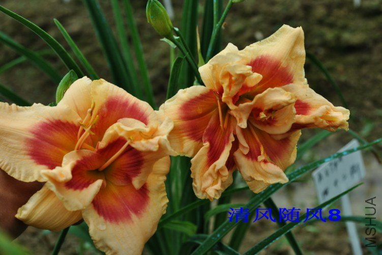 34��ʮ���֣�FORTY SECOND STREET��6.jpg