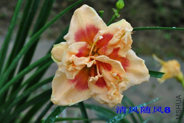 34��ʮ���֣�FORTY SECOND STREET��1.jpg