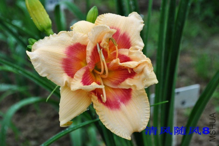 34��ʮ���֣�FORTY SECOND STREET��2.jpg