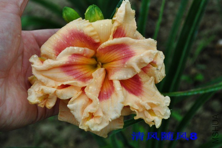 34��ʮ���֣�FORTY SECOND STREET��3.jpg