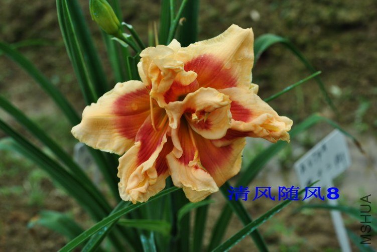 34��ʮ���֣�FORTY SECOND STREET��5.jpg