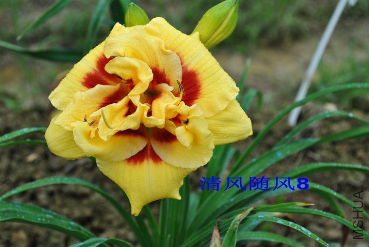 94����˹������ͷ��(TOPGUNS LOLA SCOTT)6.jpg