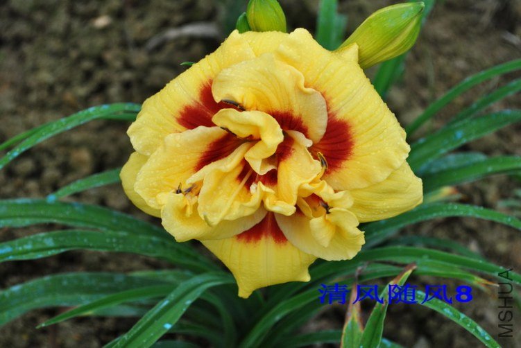 94����˹������ͷ��(TOPGUNS LOLA SCOTT)2.jpg