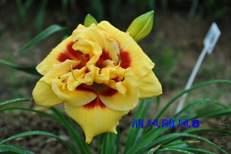 94����˹������ͷ��(TOPGUNS LOLA SCOTT)3.jpg