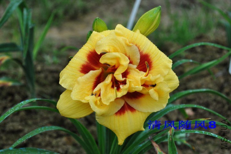 94����˹������ͷ��(TOPGUNS LOLA SCOTT)4.jpg