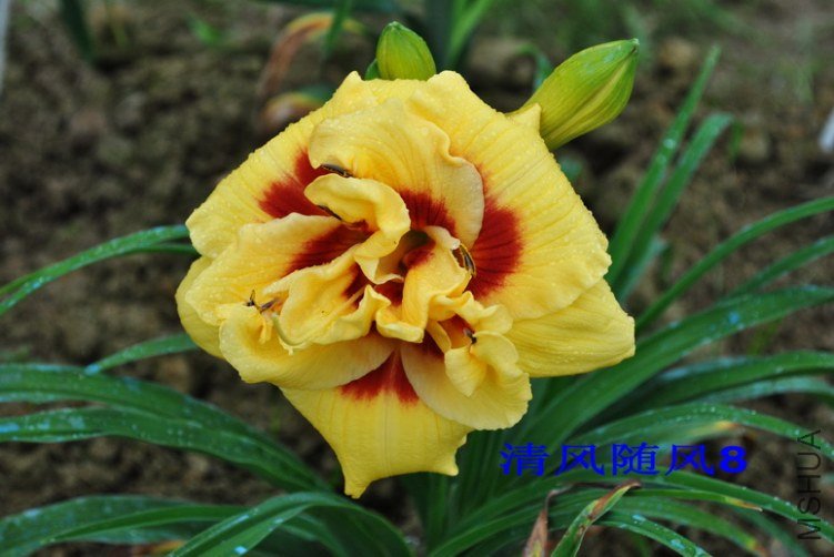 94����˹������ͷ��(TOPGUNS LOLA SCOTT)5.jpg