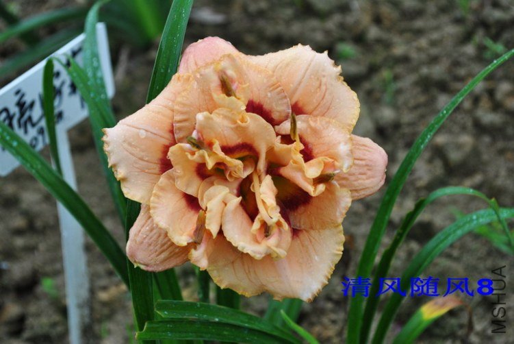 102˫��������(GEMINI JACK)5.jpg