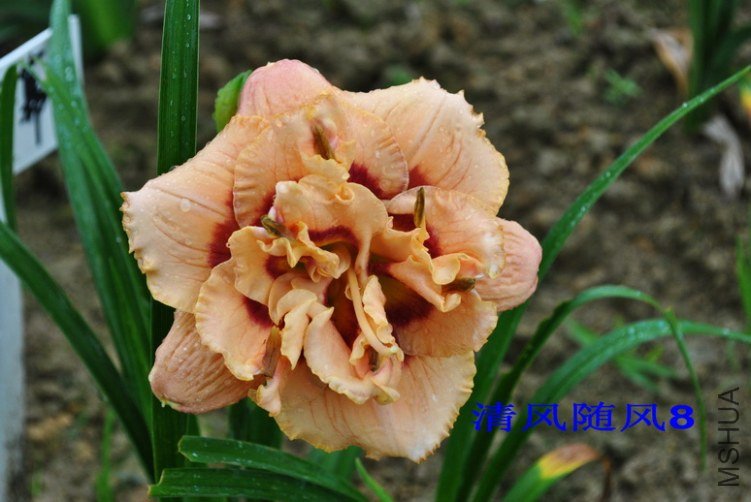 102˫��������(GEMINI JACK)2.jpg