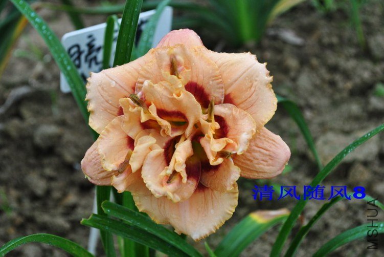 102˫��������(GEMINI JACK)3.jpg