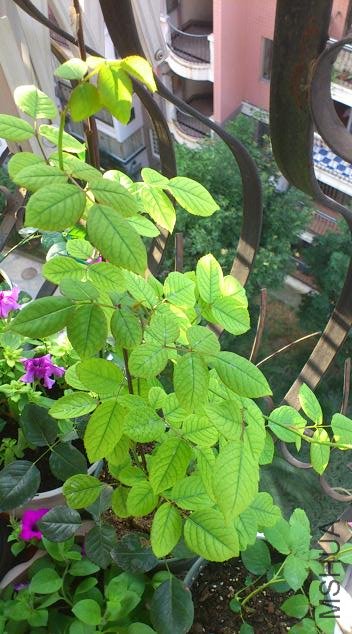 Rotation of DSC_1081.JPG