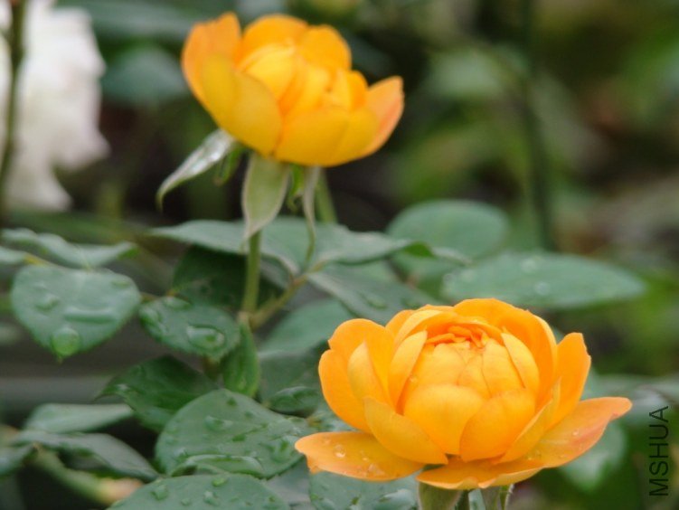 QQ��ͼ20120607093154.jpg