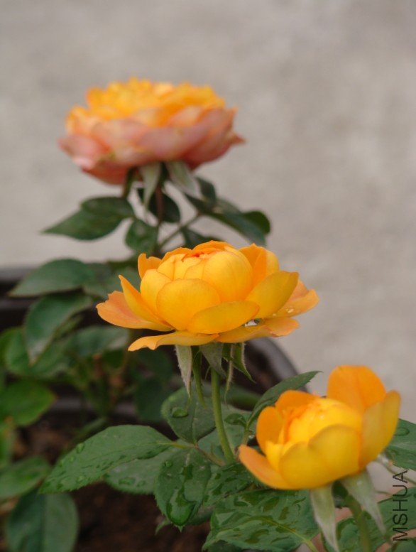 QQ��ͼ20120607093624.jpg