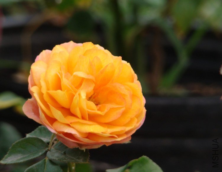 QQ��ͼ20120607093255.jpg