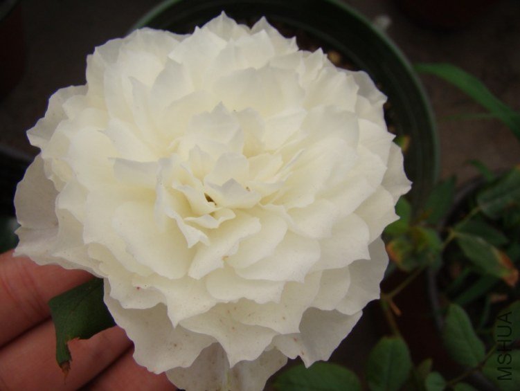 QQ��ͼ20120607093456.jpg
