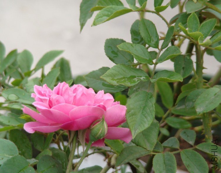 QQ��ͼ20120607093308.jpg